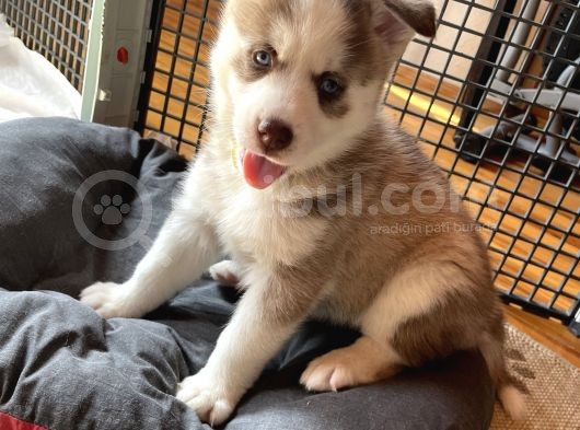 Husky Kız Bebekler görsel