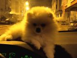 3 Buçuk Aylık Ayıcık Surat Dişi  Pomeranian 