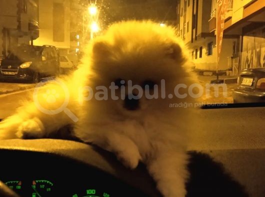3 Buçuk Aylık Ayıcık Surat Dişi  Pomeranian  görsel