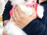 3 Buçuk Aylık Ayıcık Surat Dişi  Pomeranian 