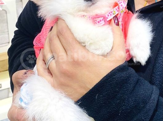 3 Buçuk Aylık Ayıcık Surat Dişi  Pomeranian  görsel