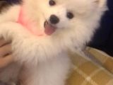 3 Buçuk Aylık Ayıcık Surat Dişi  Pomeranian 
