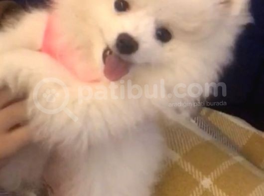 3 Buçuk Aylık Ayıcık Surat Dişi  Pomeranian  görsel