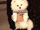 3 buçuk aylık ayıcık surat dişi  pomeranian 