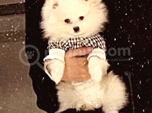 3 Buçuk Aylık Ayıcık Surat Dişi  Pomeranian 