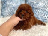 ORJİNAL RED BROWN TOY POODLE YAVRUM