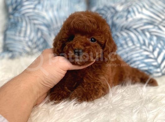 Orji̇nal Red Brown Toy Poodle Yavrum