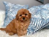 ÜST KALİTE POODLE AYARINDA MALTİPOO YAVRU