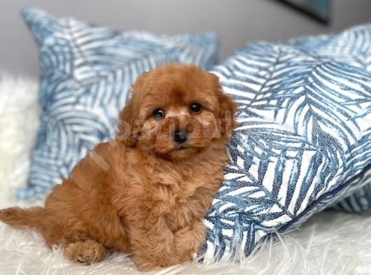 Üst Kali̇te Poodle Ayarinda Malti̇poo Yavru