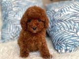 Orji̇nal Red Brown Toy Poodle Yavrum