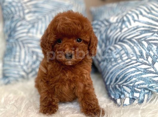 Orji̇nal Red Brown Toy Poodle Yavrum görsel