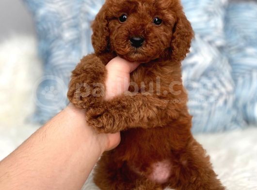 Red Brown Toy Poodle Yavrum görsel