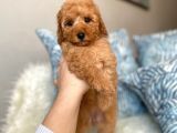 ORJİNAL TOY POODLE KOYU APRİCOT YAVRUM