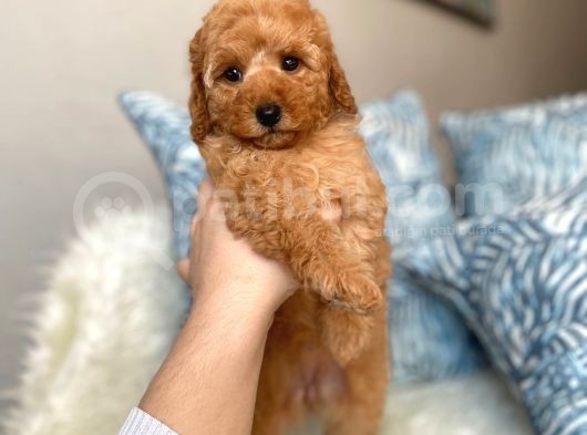 Orji̇nal Toy Poodle Koyu Apri̇cot Yavrum
