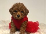 Tooy poodle cinsi yavrular DİŞİ erkek mevcuttur 