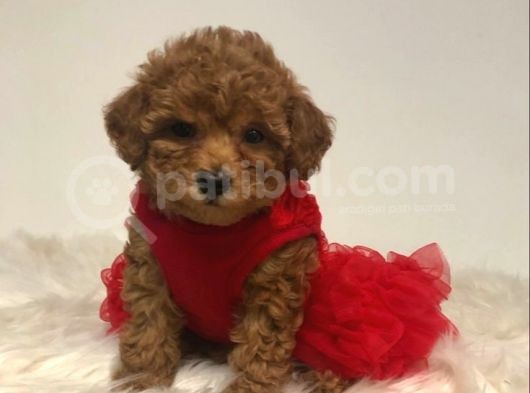 Tooy Poodle Cinsi Yavrular Di̇şi̇ Erkek Mevcuttur 