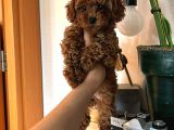 Ev Doğumu Poodle Yavrularımız