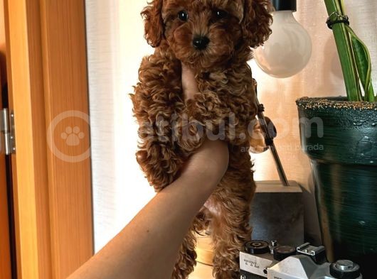 Ev Doğumu Poodle Yavrularımız görsel