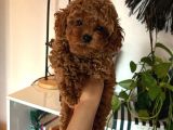 Ev Doğumu Poodle Yavrularımız