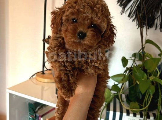 Ev Doğumu Poodle Yavrularımız görsel