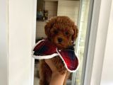 Ev doğumu poodle yavrularımız