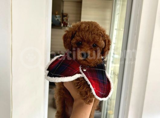 Ev Doğumu Poodle Yavrularımız