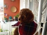 Ev Doğumu Poodle Yavrularımız