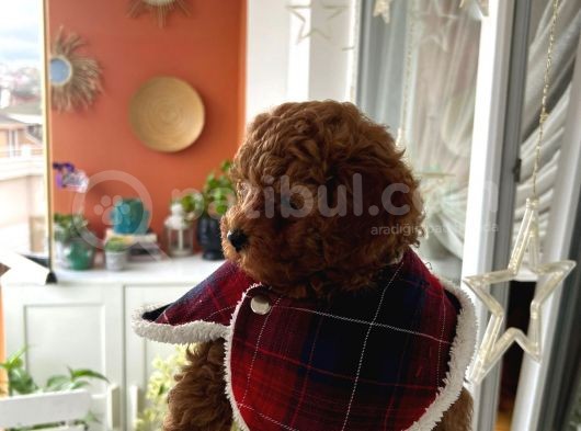 Ev Doğumu Poodle Yavrularımız görsel