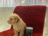 Poodle Tadında Maltipoo