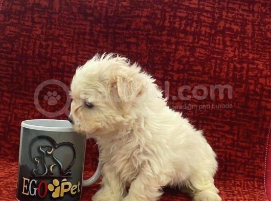 Minik Maltese Bebekler görsel