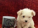 Minik Maltese Bebekler