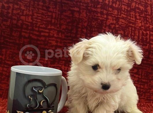 Minik Maltese Bebekler görsel