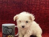 Minik Maltese Bebekler