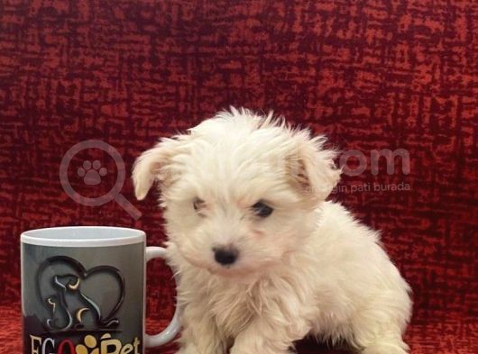 Minik Maltese Bebekler görsel