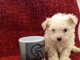 Minik Maltese Bebekler