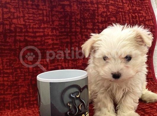 Minik Maltese Bebekler
