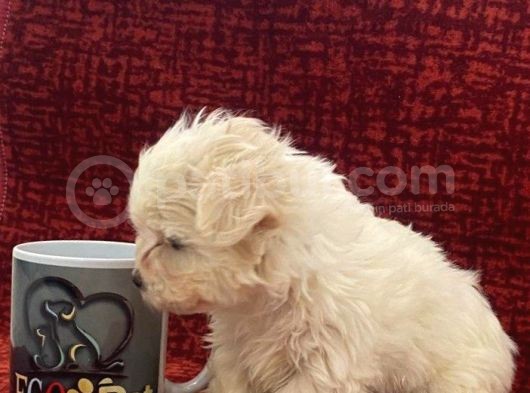 Minik Maltese Bebekler görsel