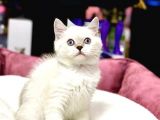 Blue Point British Shorthair Dişi Ve Erkek Yavrular