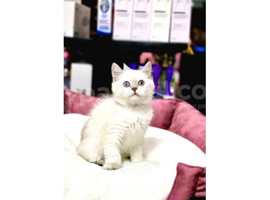 Blue Point British Shorthair Dişi Ve Erkek Yavrular görsel