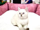 Blue Point British Shorthair Dişi Ve Erkek Yavrular