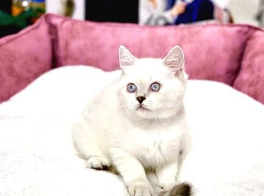 Blue Point British Shorthair Dişi Ve Erkek Yavrular görsel