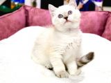 Blue Point British Shorthair Dişi ve Erkek Yavrular