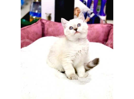 Blue Point British Shorthair Dişi Ve Erkek Yavrular