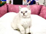 Blue Point British Shorthair Dişi Ve Erkek Yavrular