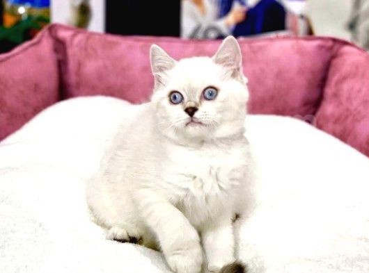 Blue Point British Shorthair Dişi Ve Erkek Yavrular görsel