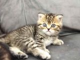 HARİKA KALİTE GOLDEN TABBY YAVRULAR