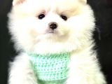 3 Buçuk Aylık Ayıcık Surat Dişi  Pomeranian 