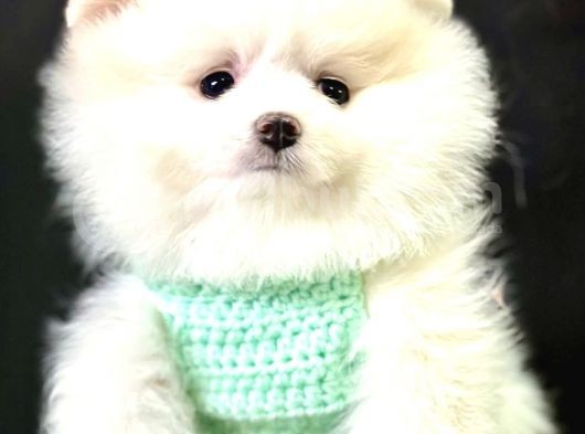 3 Buçuk Aylık Ayıcık Surat Dişi  Pomeranian  görsel