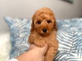 Orji̇nal Toy Poodle Koyu Apri̇cot Yavrum