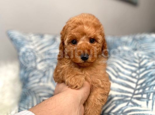 Orji̇nal Toy Poodle Koyu Apri̇cot Yavrum görsel